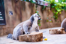 Hungry Curious Fluffy Lemur Sitting Beside Wood On Footpath In Zoo