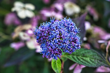 Sticker - Closeup of blue ceanotus red-root flowers growing against green blurry background