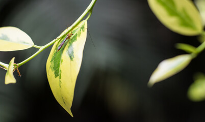 Wall Mural - Closeup shot of a crane fly mosquito sitting on a leaf