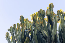 Closeup Of Tall Green Cactus Plants With Some Yellow Flowers Against A Nice Blue Sky