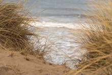 Closeup Shot Of The Waving Dune Grasses With The Ocean In The Background