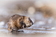 Closeup Of A Cute Tiny Muskrat Swimming In A River In Grand Teton National Park