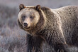 Selective focus shot of grizzly bear standing in the sagebrush in Grand Teton national park