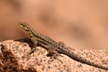 Poster - Closeup shot of a lizard on a rock