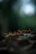 Vertical Shot Of A Orange Ants On Dark Rock Ground On A Green Blurred Background