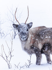 Poster - Beautiful shot of a reindeer landscape covered in snow in winter