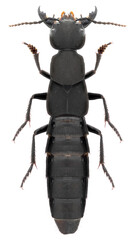 Wall Mural - Ocypus olens beetle specimen