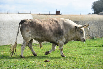 Wall Mural - spanish bull in the cattle farm