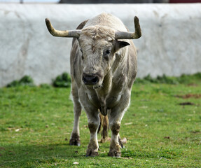 Wall Mural - un toro en una ganaderia de animales bravos