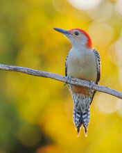 Closeup Shot Of A Red-bellied Woodpecker On A Branch With Nice Bokeh In The Background