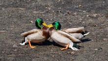 Mallard Ducks In The Park