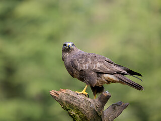 Wall Mural - Close-up shot of a buzzard standing on a broken branch in a blurry background.