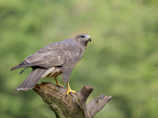 Wall Mural - Close-up shot of a buzzard standing on a broken branch in a blurry background.