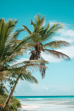 Vertical Shot Of A Tropical Palm Trees On A Beach In Dominican Republic