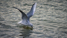 Closeup Shot Of A Seagull Landing On Water