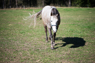 Wall Mural - Photo of a domestic white horse on a lawn