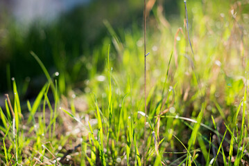 Canvas Print - Closeup shallow focus photo of grass on a sunny day