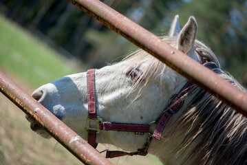 Sticker - Closeup shallow focus photo of the head of a domestic white horse between steel pipes of a fence