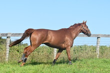 Chestnut Warmblood Gelding Running And Playing In The Pasture