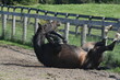 large warmblood horse rolling in the pasture