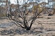 Bushfire charred tree in ash in The Mallee