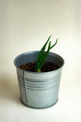 onion planted in a metal can, white background