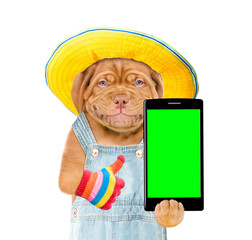 Poster - Happy puppy wearing red cap holds smartphone with empty green screen and shows thumbs up gesture. Isolated on white background