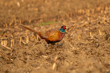 Wall Mural - An Beautiful pheasant