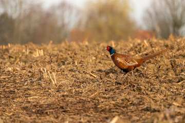 Wall Mural - An Beautiful pheasant