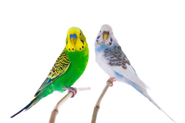 Sticker - white budgie and green budgie isolated