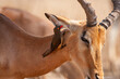 Impala ram walking along with an Oxpecker feeding in the Kruger Park