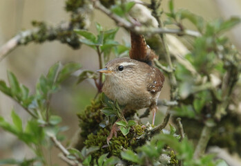 Wall Mural - a beautiful wren, troglodytes troglodytes, perched on a branch of a tree in springtime.