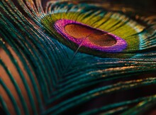 Peacock Feather Close Up. Peafowl Feather Background. Mor Pankh. Beautiful Feather.