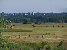 Landscape Of The Ryazan Region With A View Of Kasimov, The Church Of St. Nicholas The Wonderworker  With Harvested Hay And A Colony Of Gray Herons