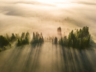 Wall Mural - Fog envelops the mountain forest. The rays of the rising sun break through the fog. Aerial drone view.