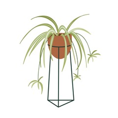 Wall Mural - Spathiphyllum, potted house plant with long leaf hanging down. Spath, green home vegetation in flowerpot on stand. Indoor room decor in planter. Flat vector illustration isolated on white background