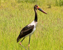 Profile Picture Of A Saddleback Stork, Botswana