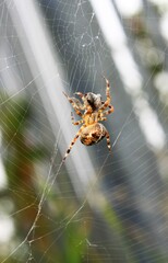 a cross spider in the web with its prey