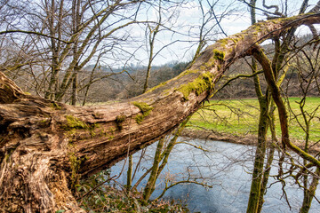 Wall Mural - Naturbelassenheit im Nistertal