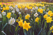 Field of Double Daffodils 