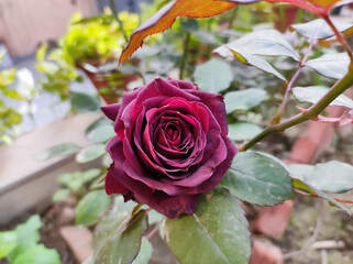 Red Rose  flower in the garden