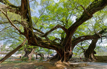 Guangxi Guilin Ancient Ancient Banyan Tree
