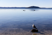 Reflective Seagull On Lake Taupo