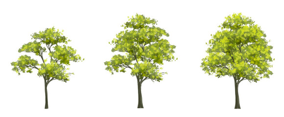 Wall Mural - vector of watercolor tree side view isolated on white background for landscape and architecture layo