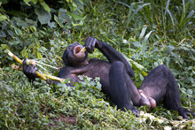 Bonobo Chimpanzee Lying On The Grass And Eating In Democratic Republic Of The Congo