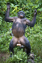 Vertical Shot Of A Funny Bonobo Chimpanzee In The Wilderness In Democratic Republic Of The Congo