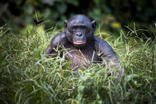 Bonobo Monkey Sitting And Thinking On A Field In The Democratic Republic Of The Congo