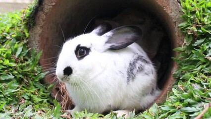 Wall Mural - The stock video of a rabbit is in the underground passage in black and white.