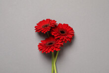Beautiful Bright Red Gerbera Flowers On Light Grey Background, Top View