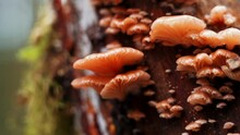 Glowing Rosy Oysterling (Scytinotus Longinquus) Mushroom